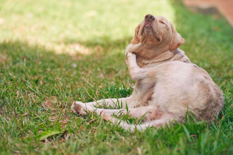 What are the Symptoms of Parasites in Dogs? Pettable ESA Experts